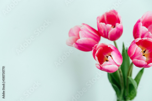 pink tulips on a gray background and a place for text