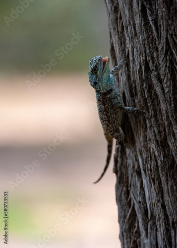 Tree Agama (Acanthocercus atricollis) Marakele National Park, South Africa photo