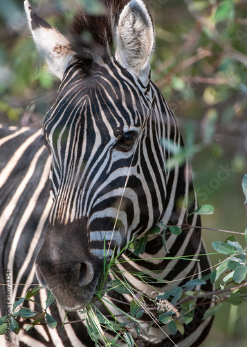 Burchells Zebra (Equus burchelli) Marakele National Park, South Africa