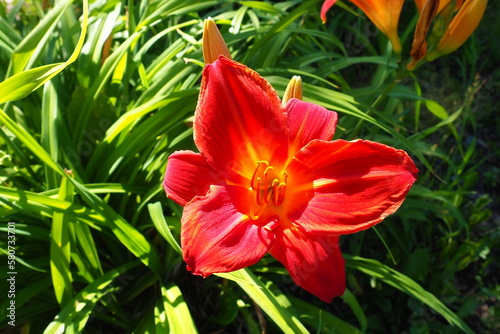 Hemerocallis hybrid Anzac is a genus of plants of the Lilaynikov family Asphodelaceae. Beautiful red lily flowers with six petals. Long thin green leaves. Flowering and crop production as a hobby © Iuliia