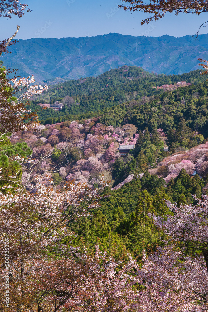 奈良県 吉野山の桜と春景色