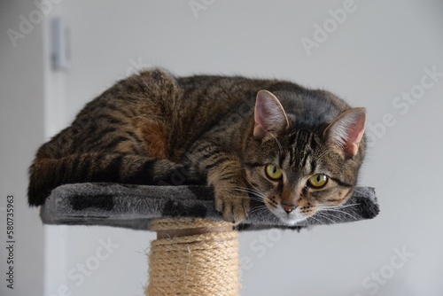 Cute Brown Striped Tabby Domestic Cat Portrait