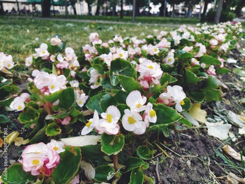 Begonia is a genus of plants in the Begonia family. Decorative gardening. Decoration of lawns, parks, flower beds, city streets and avenues. Begonia is a popular ornamental flowering plant.nts. photo