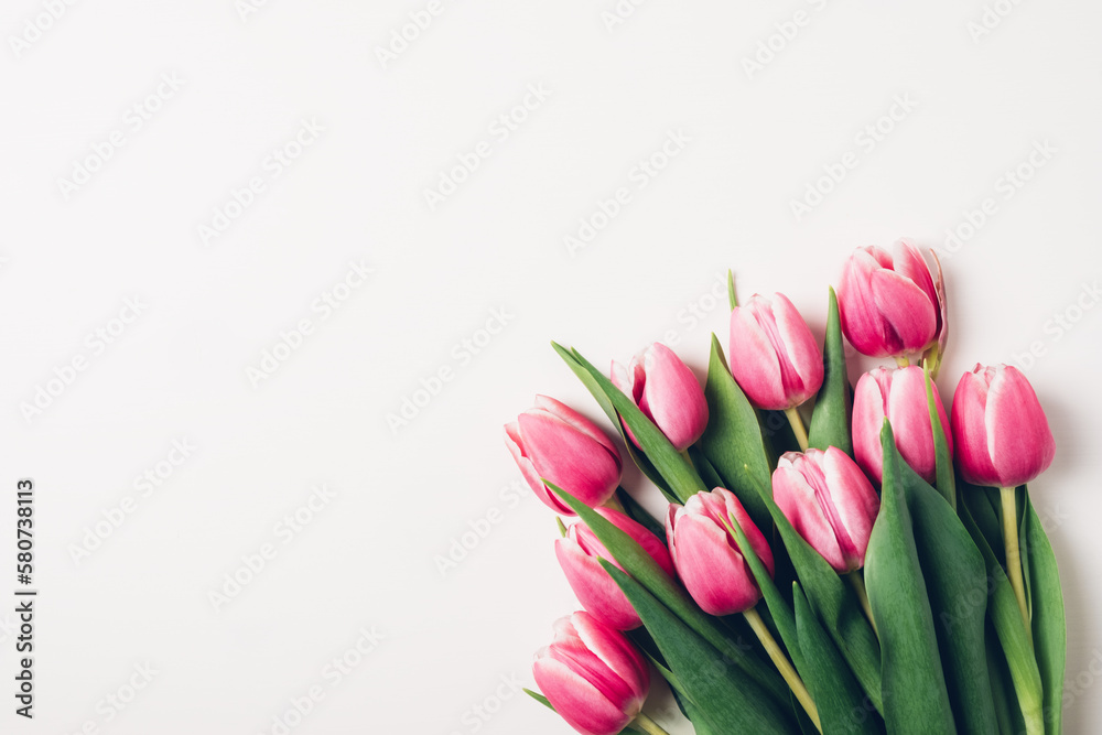 Beautiful fresh pink tulip flowers in full bloom on white background, top view. Copy space for text. Minimalist flat lay with spring blooms.