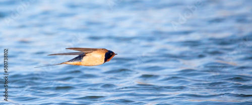 Barn swallow Hirundo rustica flies over the water and catches insects.