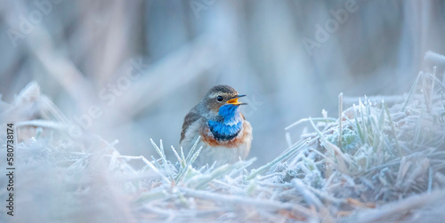 White spotted bluethroat Luscinia svecica cyanecula sitting on a frosty day on frosted ground. photo