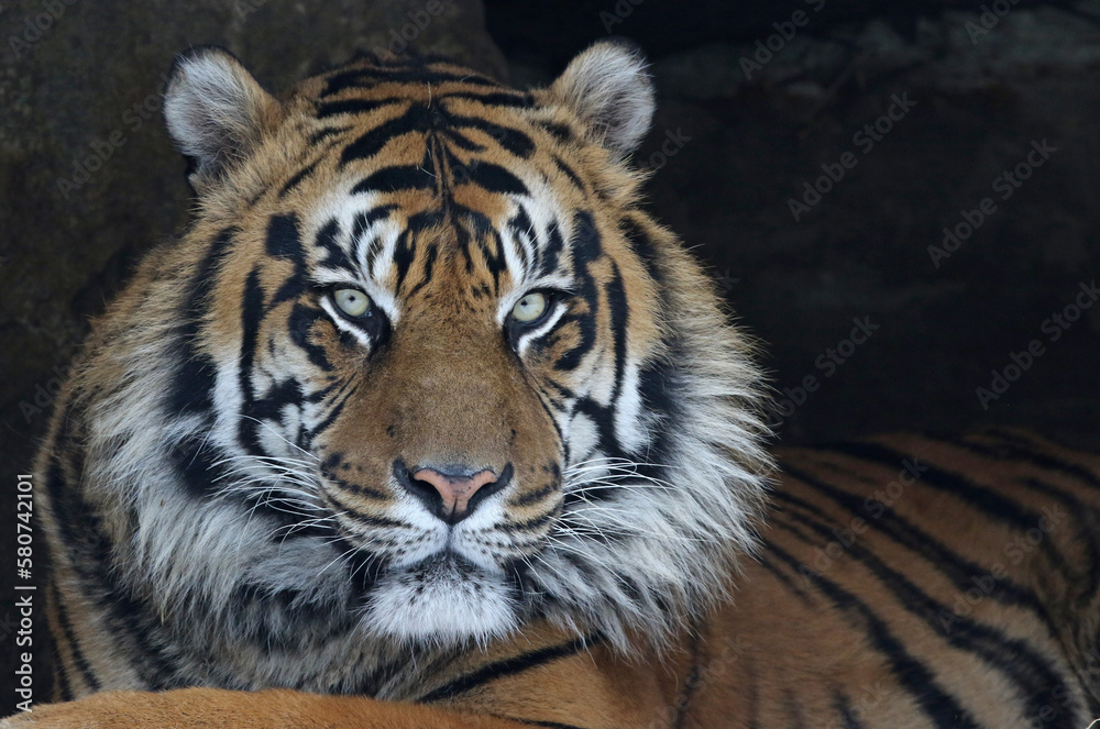 Fototapeta premium The face of a Sumatran Tiger (Panthera tigris sondaica).