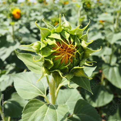 A blossoming sunflower bud. Protection of plants from diseases and pests. Helianthus sunflower Asteraceae. Annual sunflower or tuberous sunflower. Agricultural field. Blooming bud. Furry leaves