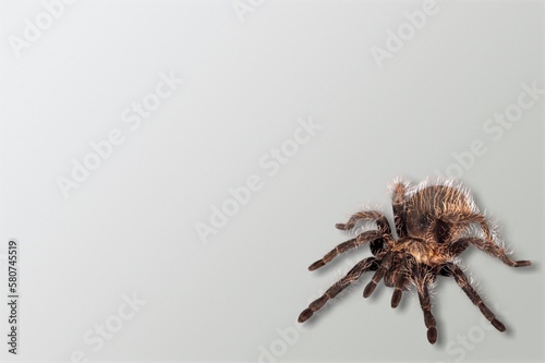 Black scary spider sitting on the desk