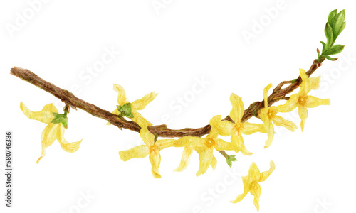 Blooming Forsythia Branch, botanical watercolor