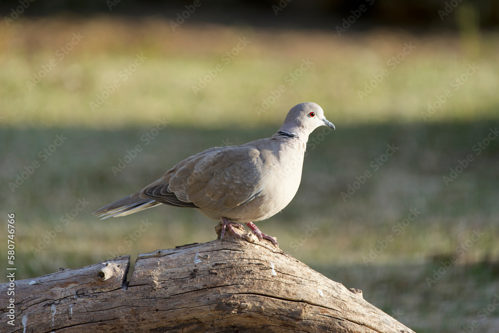 Obraz premium The Eurasian collared dove (Streptopelia decaocto) on a branch