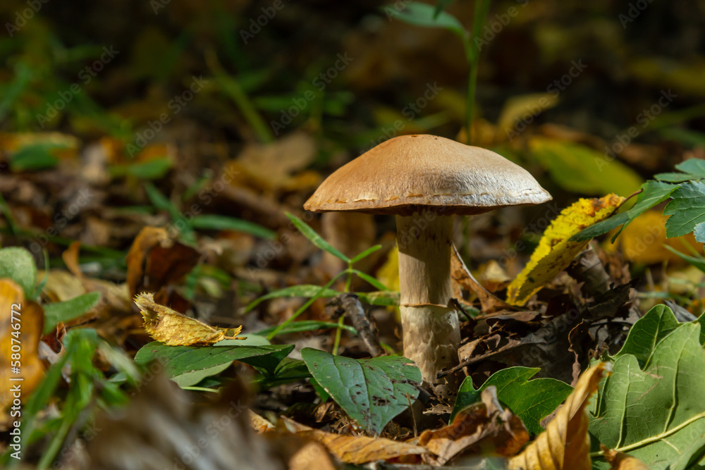 Gymnopus hariolorum mushrooms on the old stump Gymnopus hariolorum mushrooms on the old stump
