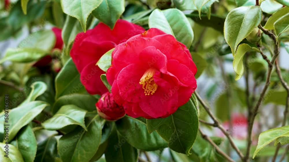 Beautiful red camellia haponica flower in bloom closeup Beautiful red camellia haponica flower in bloom closeup