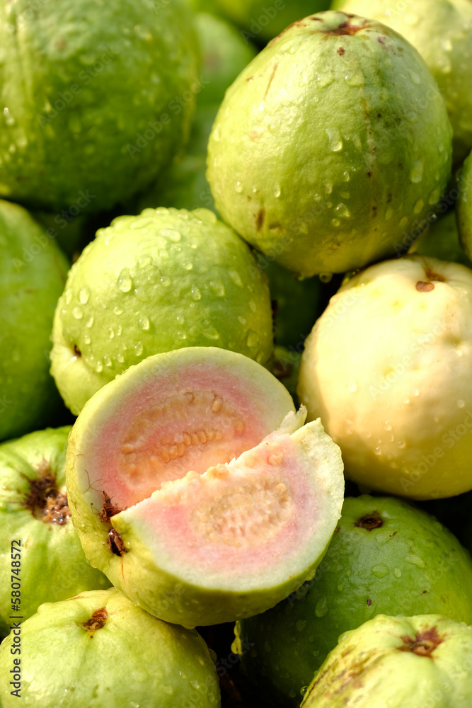 Organic guava fruit. green guava fruit hanging on tree in agriculture farm of India in harvesting season, This fruit contains a lot of vitamin C. Organic guava fruit. green guava fruit hanging on tree in agriculture farm of India in harvesting season, This fruit contains a lot of vitamin C.