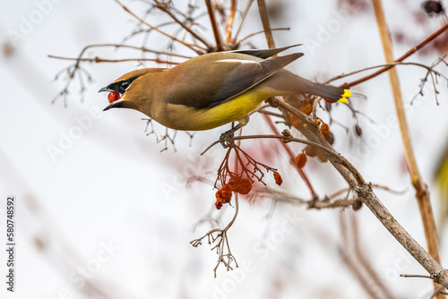 Cedar Waxwing (Bombycilla cedrorum) on the Search for Food photo