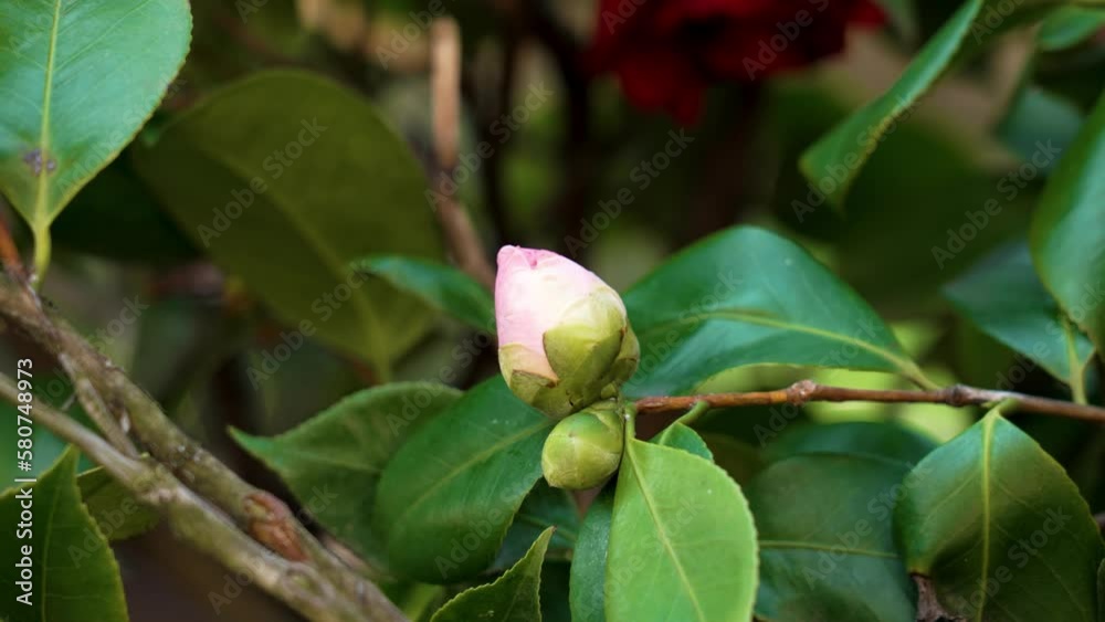 Delicate pink flower bud among lush green spring foliage. Camellia japonica bush Delicate pink flower bud among lush green spring foliage. Camellia japonica bush
