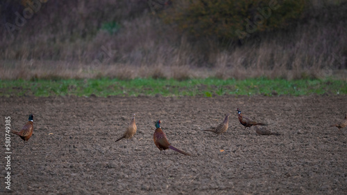 pheasant on the ground