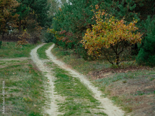 road in autumn © KrzysztofAleksander