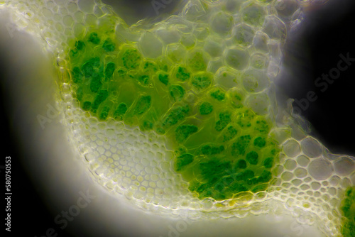 Microscopic view of Horsetail (Equisetum arvense) stem cross-section. Darkfield illumination.