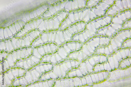 Microscopic view of peat moss (Sphagnum) leaf detail. Brightfield illumination.