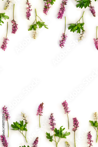 Spring decoration. Flowers violet pink hollowroot   corydalis   on a white background with space for text. Top view  flat lay