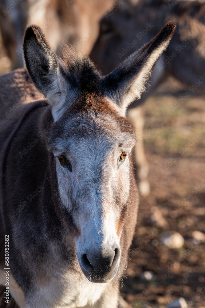 Portrait of an old Donkey looking at the cammera, South of France