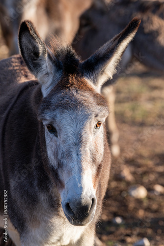 Portrait of an old Donkey looking at the cammera, South of France © DGPhotography