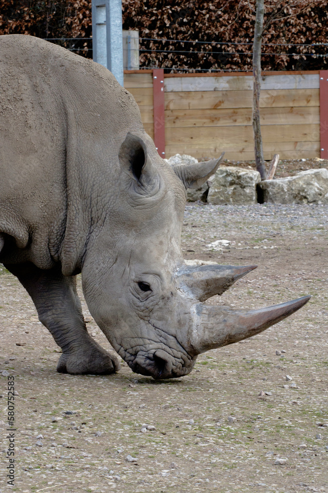 Obraz premium Rhinoceros 
