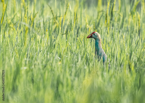 Foto A purple Swamphen hidden in the green grass