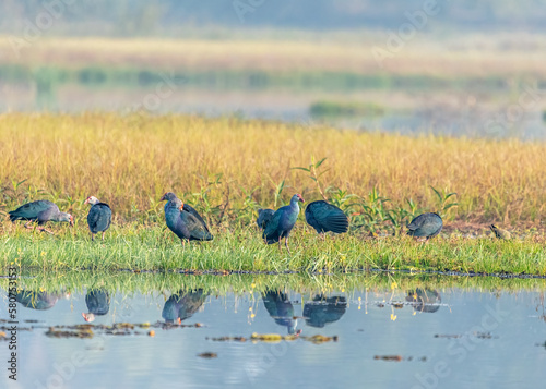 Schilderij op canvas A group of purple swamphen in wet land