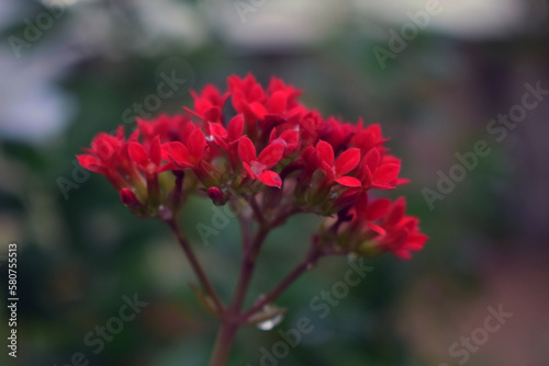 Red flower plant , Kalanchoe blossfeldiana in the garden