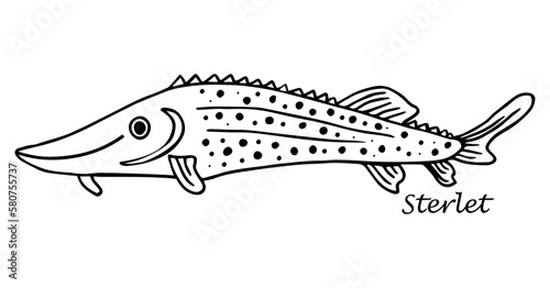 sturgeon Fish,vector hand drawing in linear style