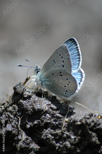 tiny silvery blue buttterfly in mud near Trout Lake in Yellowstone National Park photo