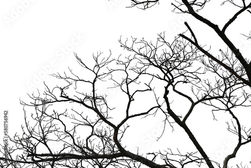 Dead branches , Silhouette dead tree or dry tree on white background. Save with clipping path.