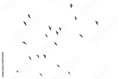 Canvas Print Flocks of flying pigeons isolated on white background