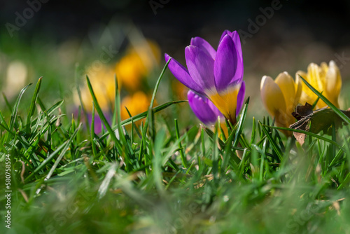Primroses bloomed in spring. Crocuses flowering on a crocus meadow in spring,