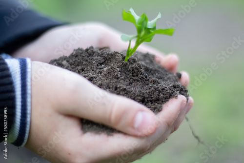 Green sprout in the ground and in the hands.