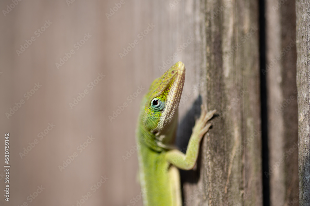 Close-up Picture Of A Green Anole Lizard. Louisiana 2023. Close-up Picture Of A Green Anole Lizard. Louisiana 2023.