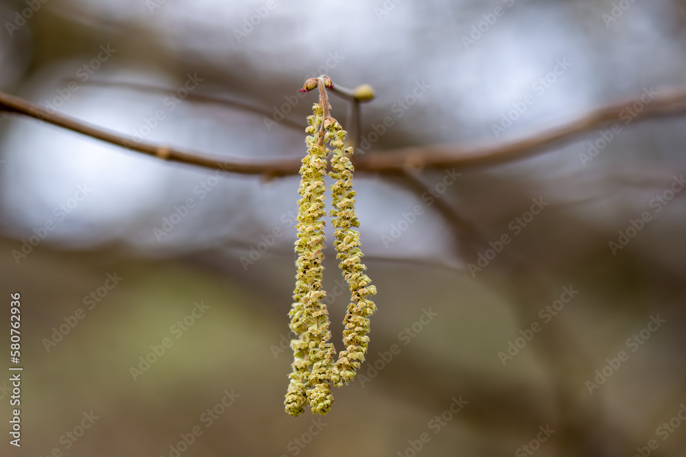 pale yellow catkins of the common hazel corylus avellana with a blurred background pale yellow catkins of the common hazel corylus avellana with a blurred background