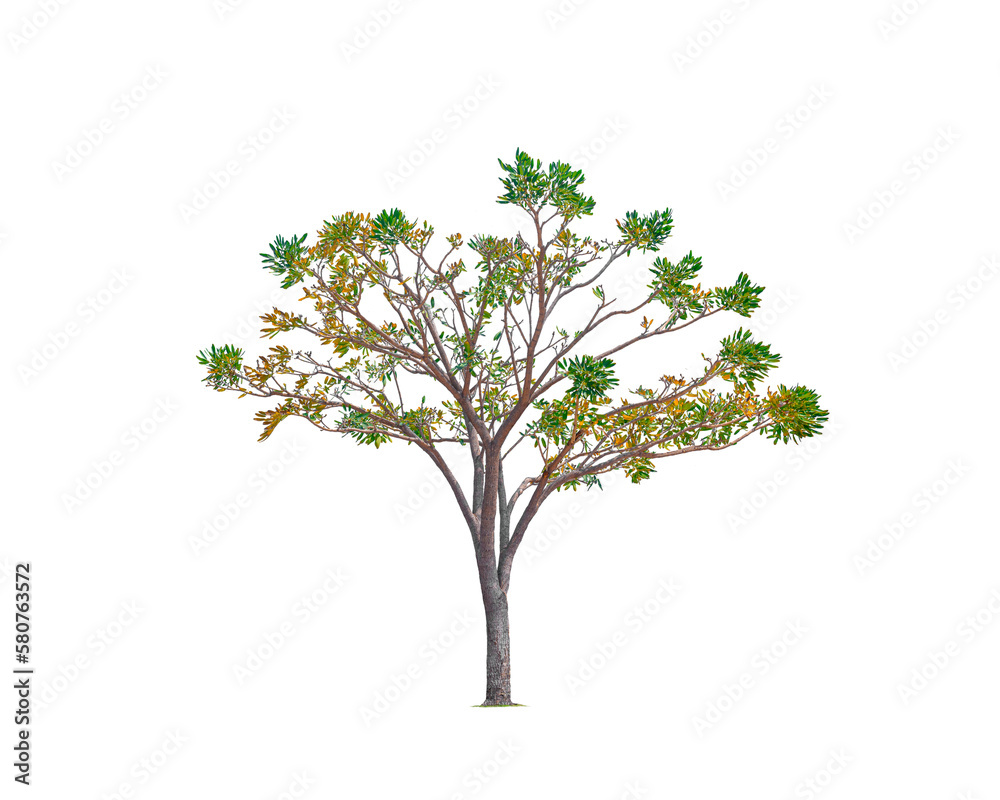 Silver Trumpet Tree Isolated on transparent background, png file