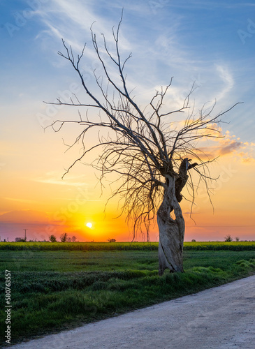 dried treein sunset on field photo