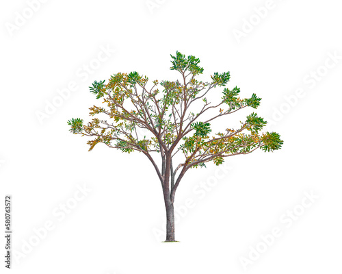 Silver Trumpet Tree Isolated on transparent background  png file