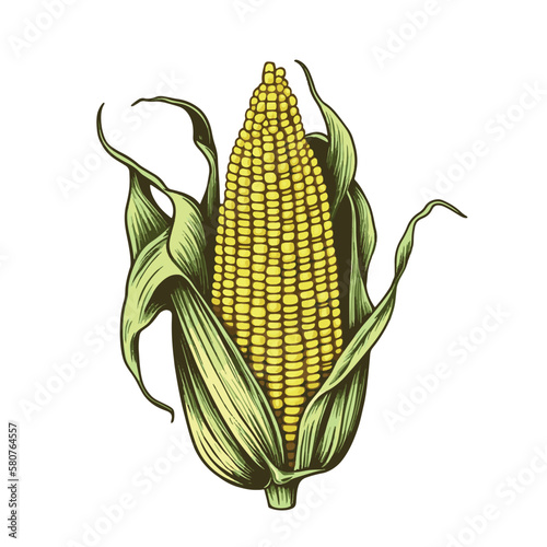 Cobs of corn, grains and cornlets. Ink sketch of maize isolated on white background. Maize hand drawn vector illustration. Retro style.Corn vintage pencil sketch. Engraving style