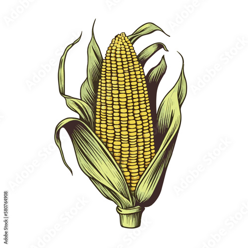 Cobs of corn, grains and cornlets. Ink sketch of maize isolated on white background. Maize hand drawn vector illustration. Retro style.Corn vintage pencil sketch. Engraving style