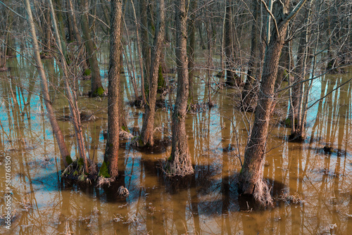 trees in the swamp