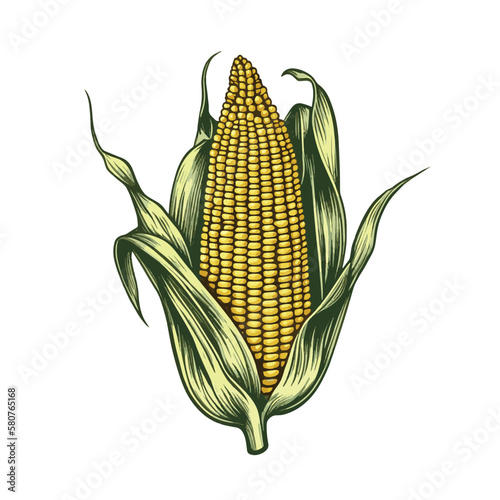 Cobs of corn, grains and cornlets. Ink sketch of maize isolated on white background. Maize hand drawn vector illustration. Retro style.Corn vintage pencil sketch. Engraving style
