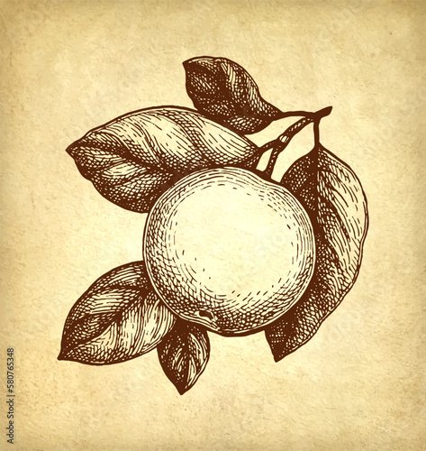 Apple with leaves ink sketch.