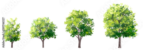 Vector watercolor of green tree side view isolated on white background for landscape  and architecture drawing  elements for environment and garden  painting botanical for section and elevation 