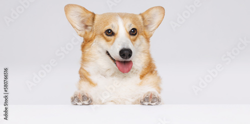 Portrait of adorable, happy dog of the Corgi breed lying on white table. Free space for text. Mockup for your product. 