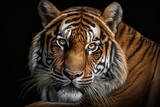 Close up of a tiger, big cat on black background, looking at the camera. Generative AI